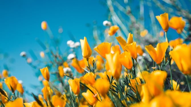 Spring Splendor: Your Ultimate Bucket List for Luxury Getaways in the Poconos and Austin